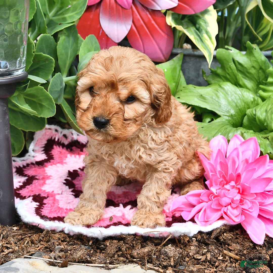 Cavapoo dogs for sale: Faith - Image 7