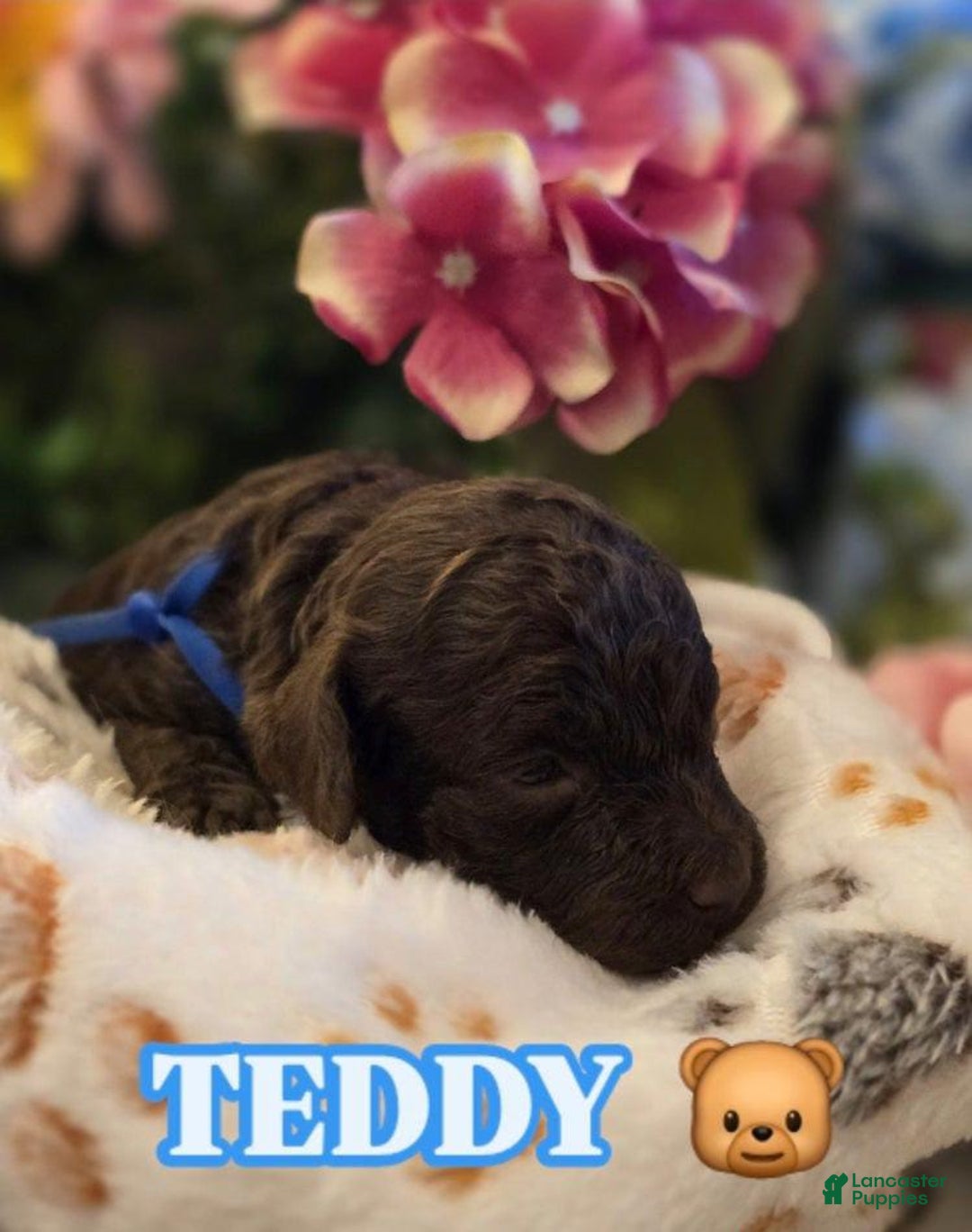 Toy Poodle dogs for sale: Teddy - Image 3