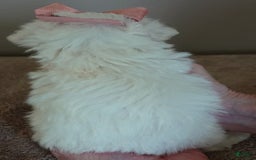 Maltipoo dogs for sale: Amara - Image 16