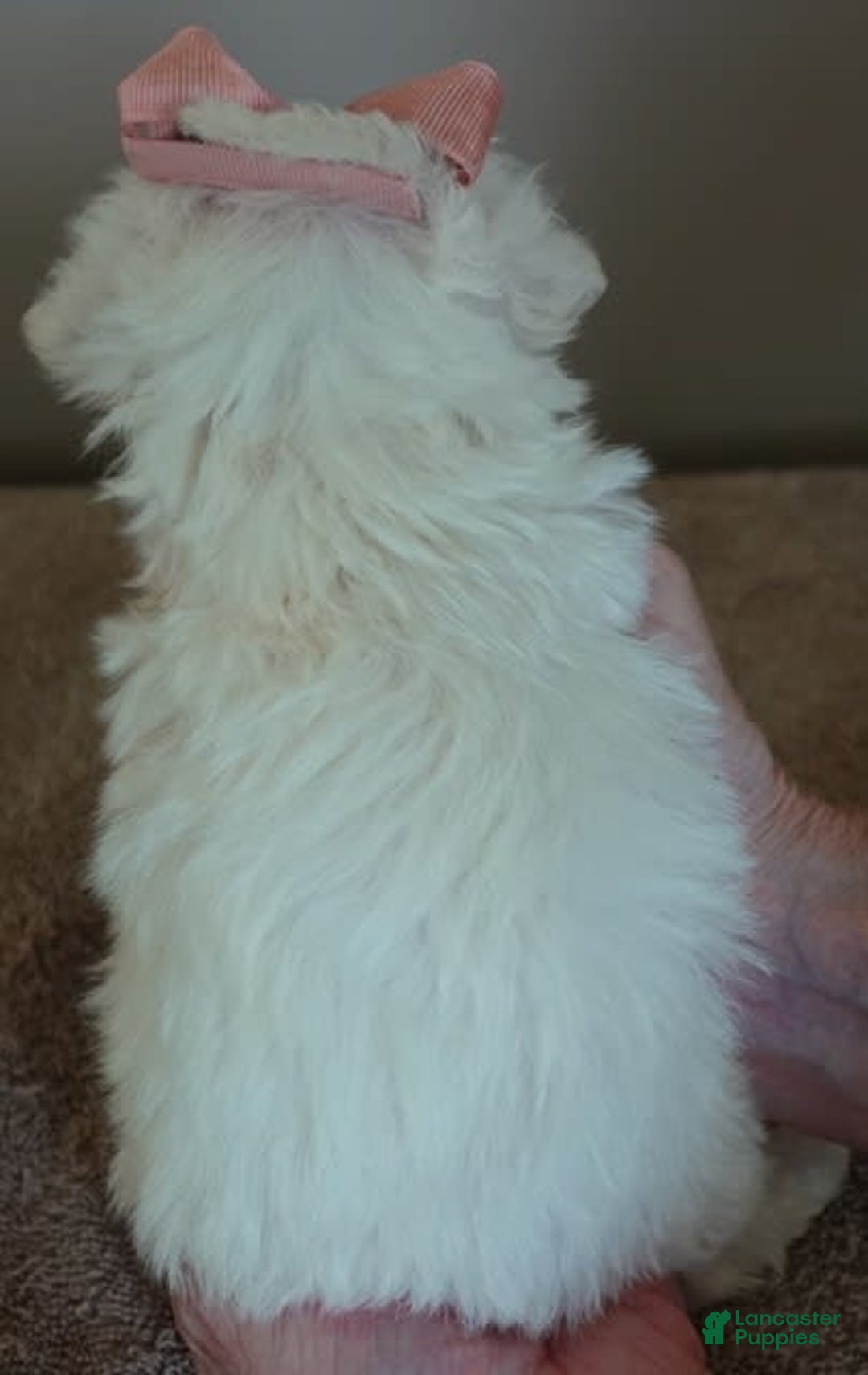 Maltipoo dogs for sale: Amara - Image 16