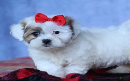 Shihpoo dogs for sale: Sage - Image 16
