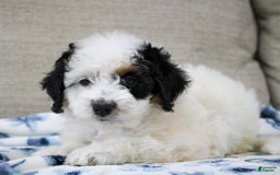 Mini Bernedoodle dogs for sale: Lennon - Image 29