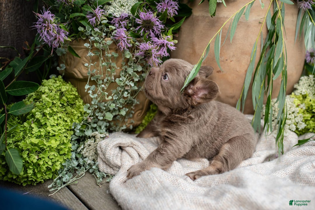 French Bulldog dogs for sale: Pearl - Image 9