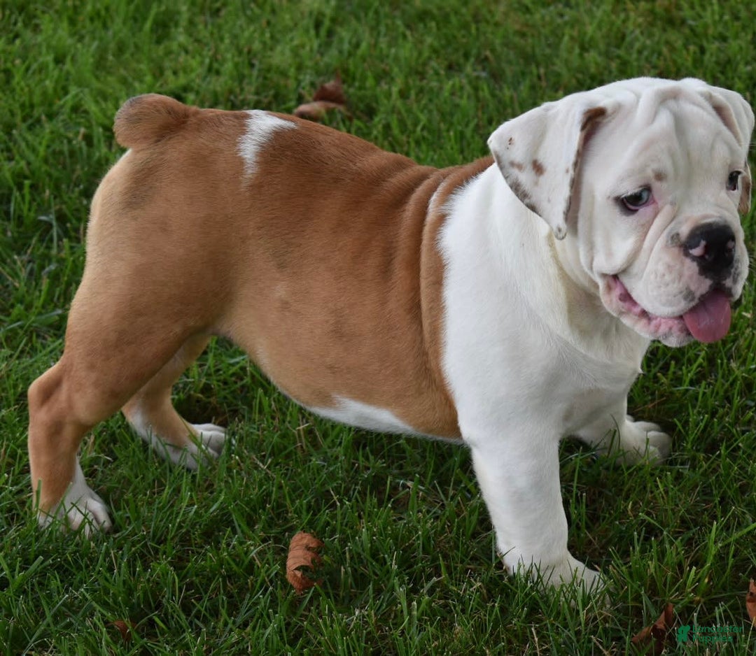Beabull dogs for sale: Tessa - Image 8