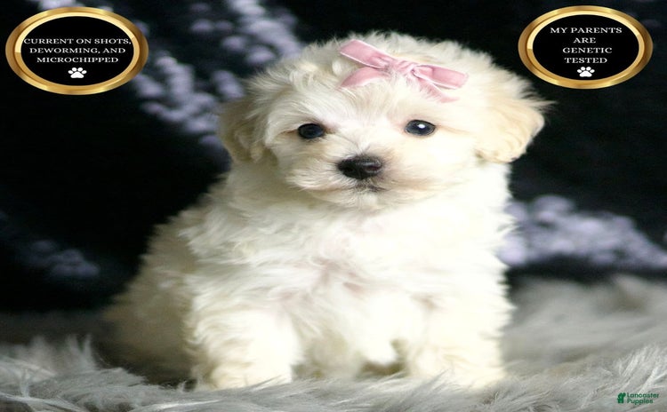 Maltipoo dogs - Advert 35