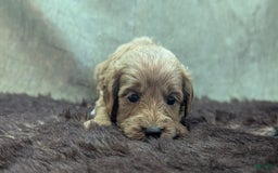 Cavapoo dogs for sale: Rex - Image 11