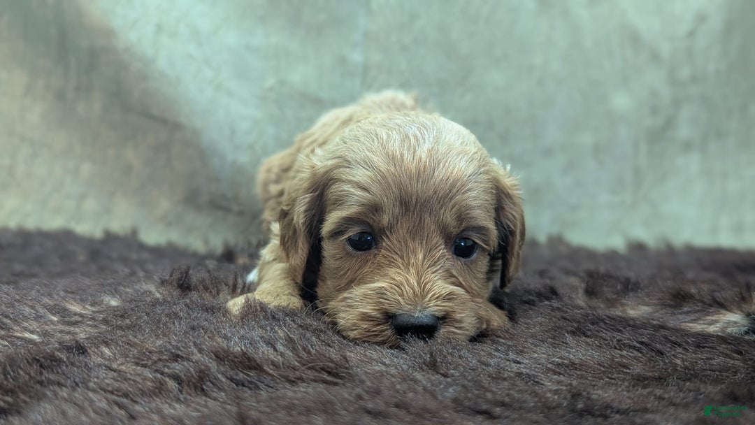 Cavapoo dogs for sale: Rex - Image 11