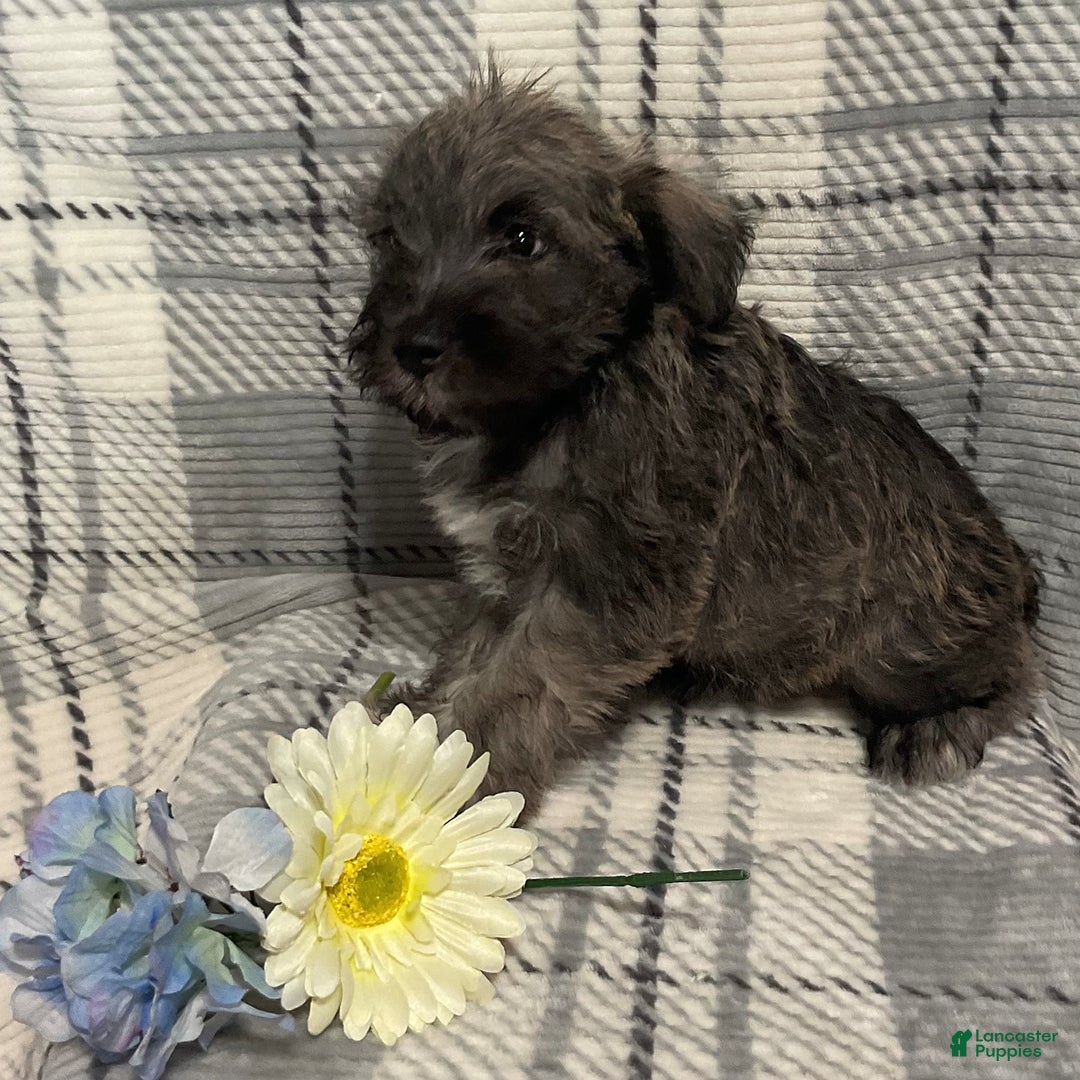 Miniature Schnauzer dogs for sale: Hunter - Image 1