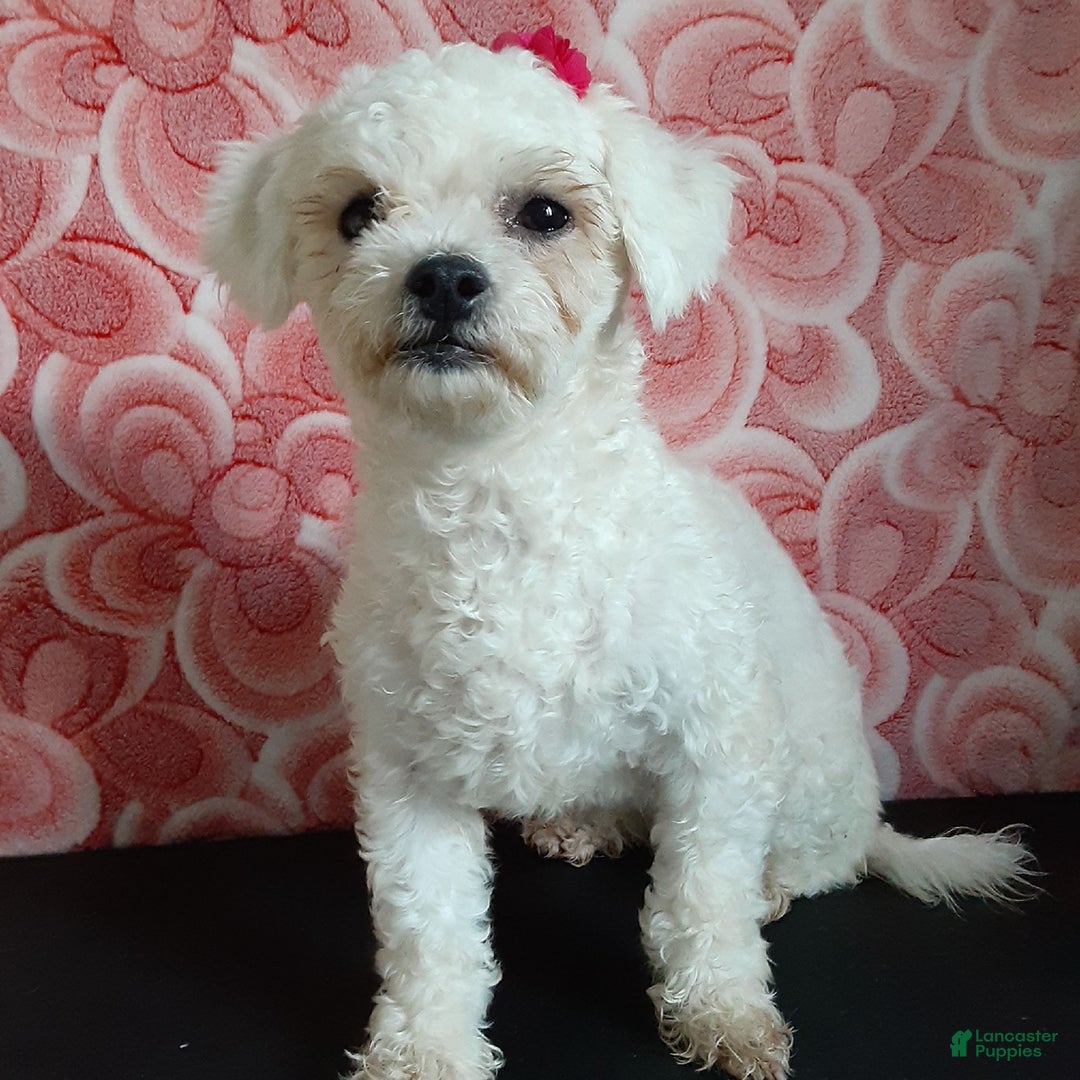 Bichpoo dogs for sale: Gabe - Image 14