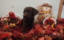 Labrador Retriever dogs for sale: Hazel - Image 1