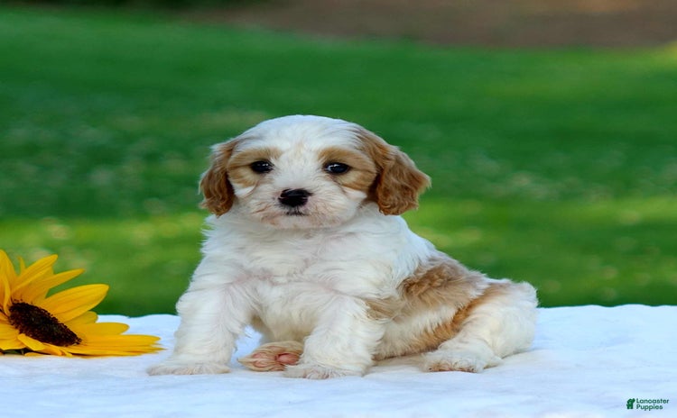 Cavapoo dogs for sale - Ad 4