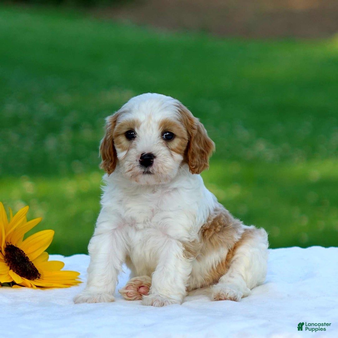 Cavapoo dogs for sale: Mason - Image 1