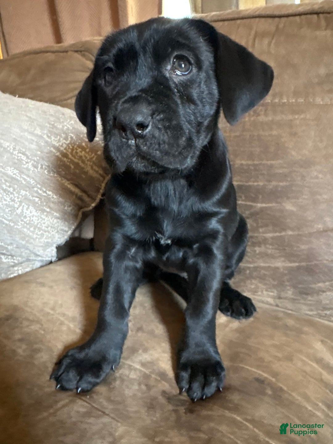 Cane Corso dogs for sale: Hei Hei - Image 2