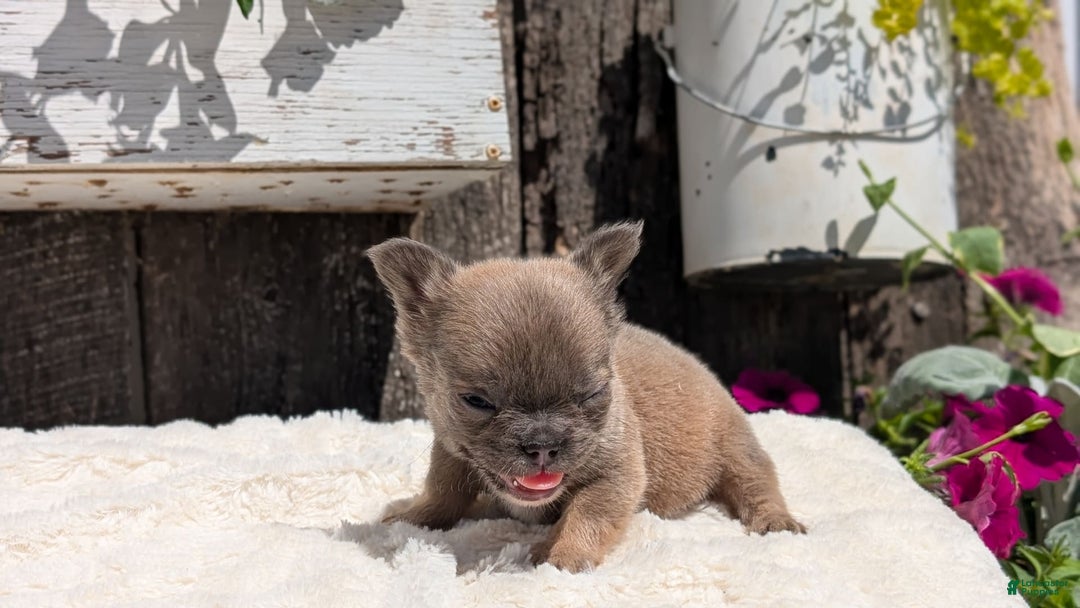 French Bulldog dogs for sale: Talia - Image 7