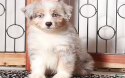 Mini Aussiedoodle dogs for sale: Patsy - Image 2