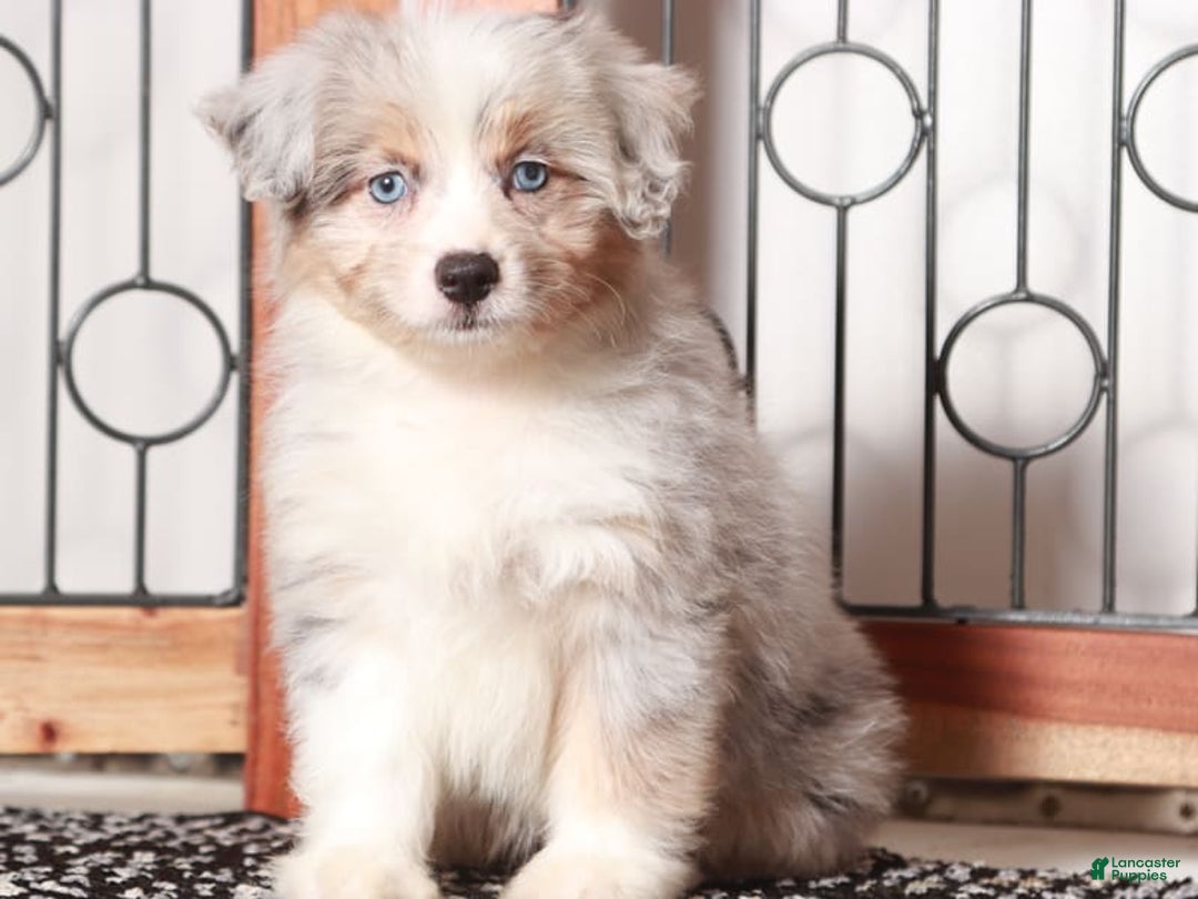 Mini Aussiedoodle dogs for sale: Patsy - Image 2