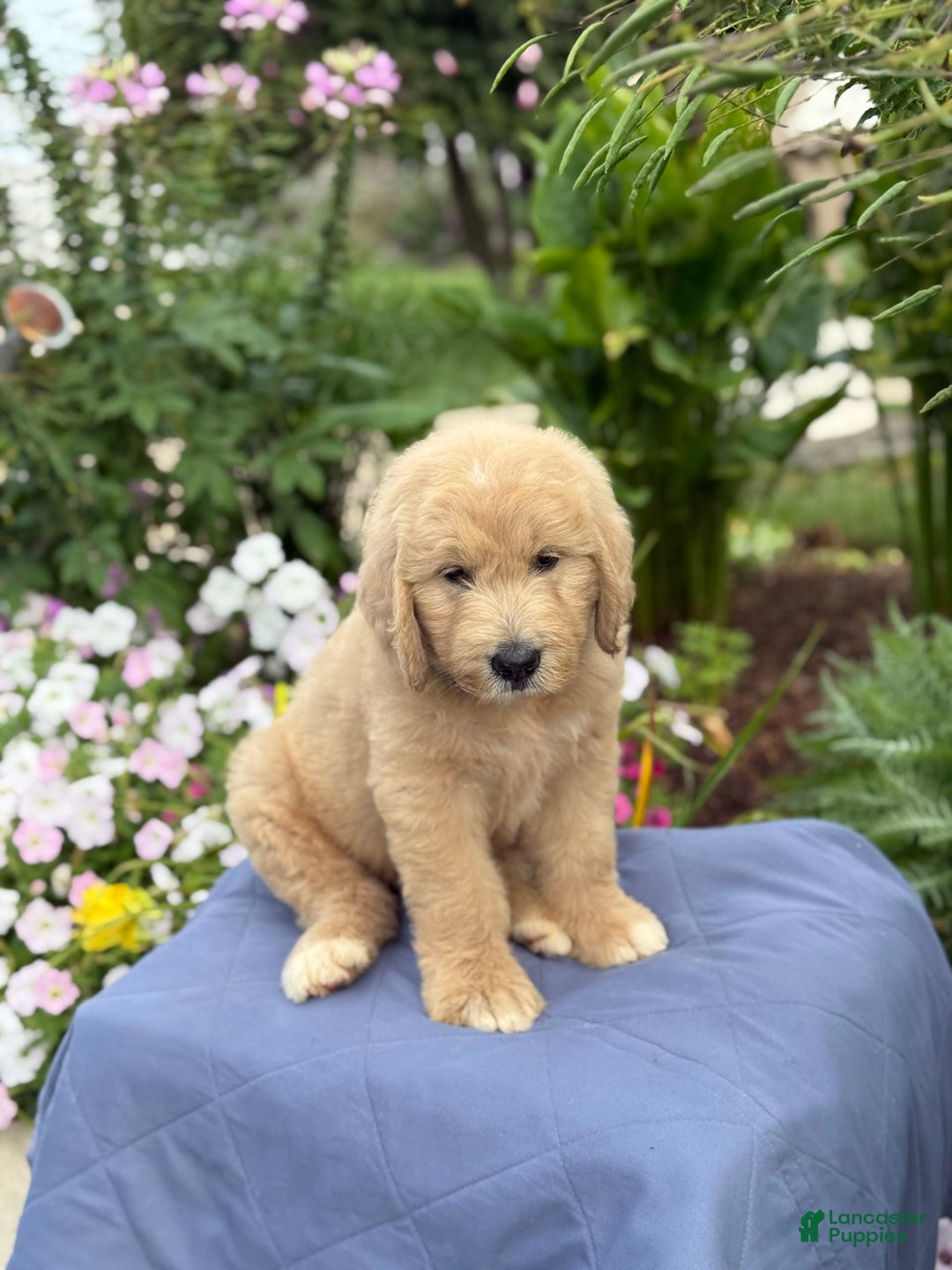 Goldendoodle dogs for sale: Jaden - Image 4