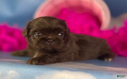 Pekingese dogs for sale: Akc Chocolate Mocha Dna Ofa - Image 6