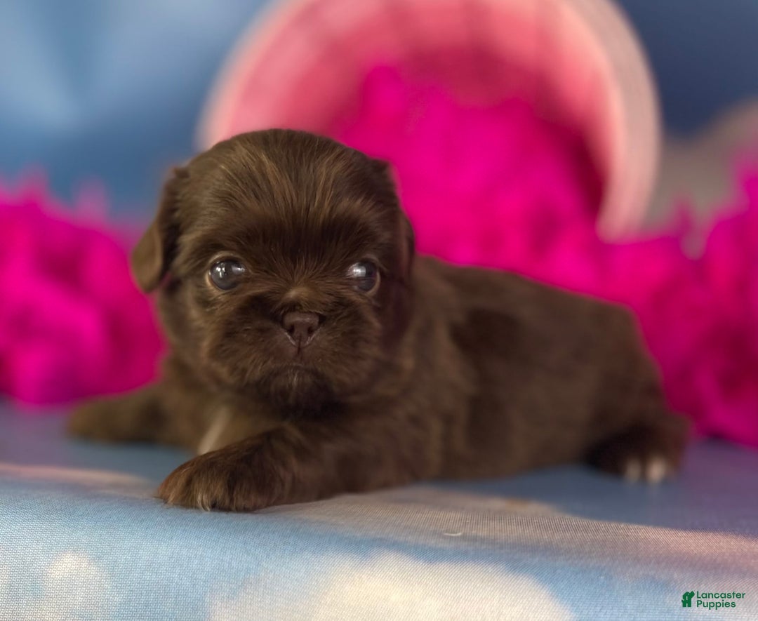 Pekingese dogs for sale: Akc Chocolate Mocha Dna Ofa - Image 6