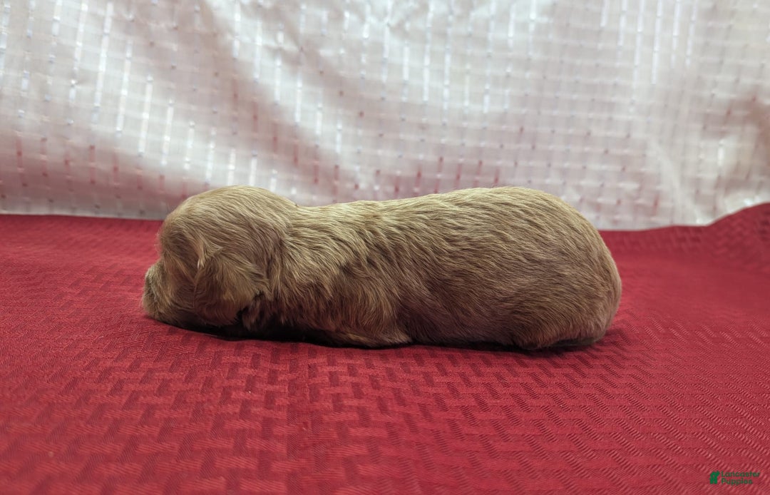 Cavapoo dogs for sale: Rex - Image 4