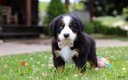 Bernese Mountain Dog dogs for sale: Blue Sky - Image 5