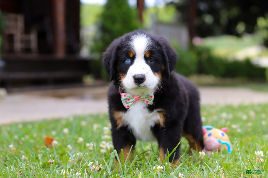 Bernese Mountain Dog dogs for sale: Blue Sky - Image 5