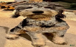 Mini Bernedoodle dogs for sale: Aelas Gray Boy - Image 24