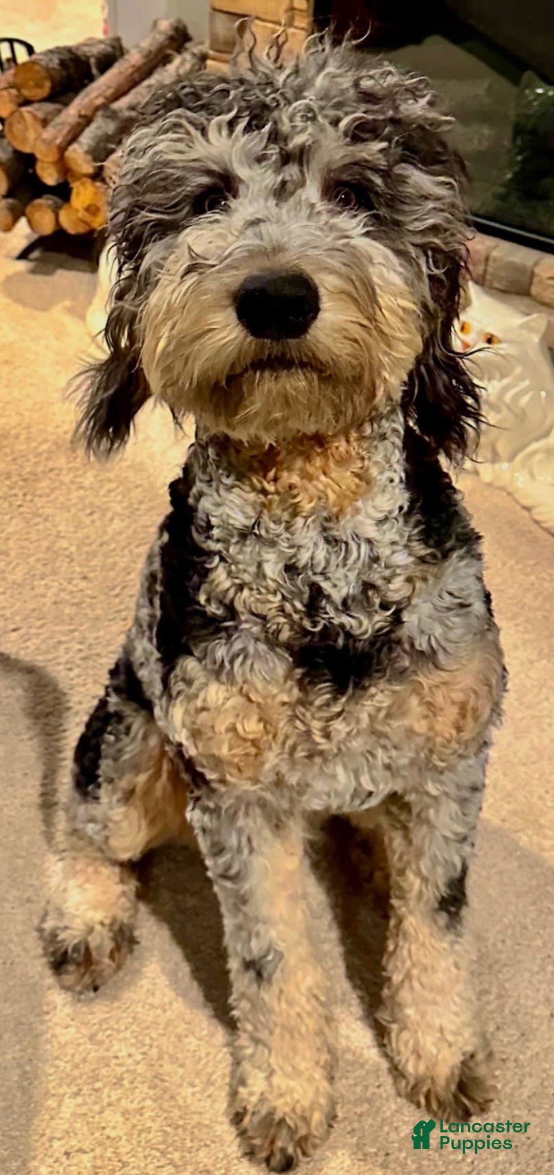 Mini Bernedoodle dogs for sale: Aelas Gray Boy - Image 24