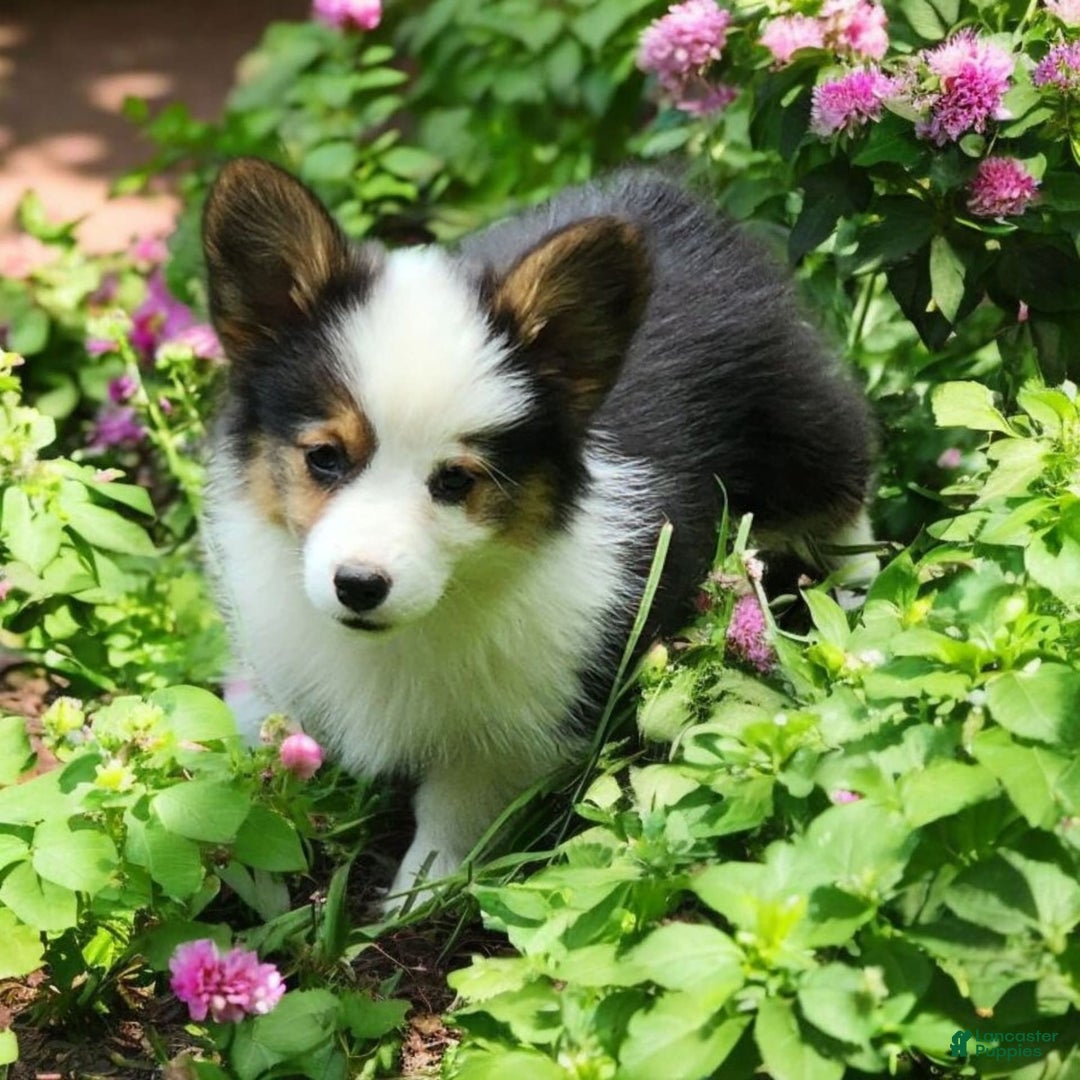 Welsh Corgi Pembroke dogs for sale: Trixie Fluffy - Image 4