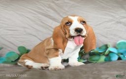 Basset Hound dogs for sale: Sarie - Image 4