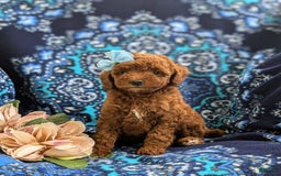 Miniature Poodle dogs for sale: Miniature Poodle 4 puppies - Image 18