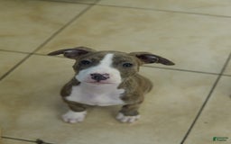 American Bully dogs for sale: Brody - Image 1