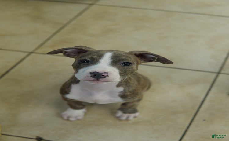 American Bully dogs for sale - Ad 2