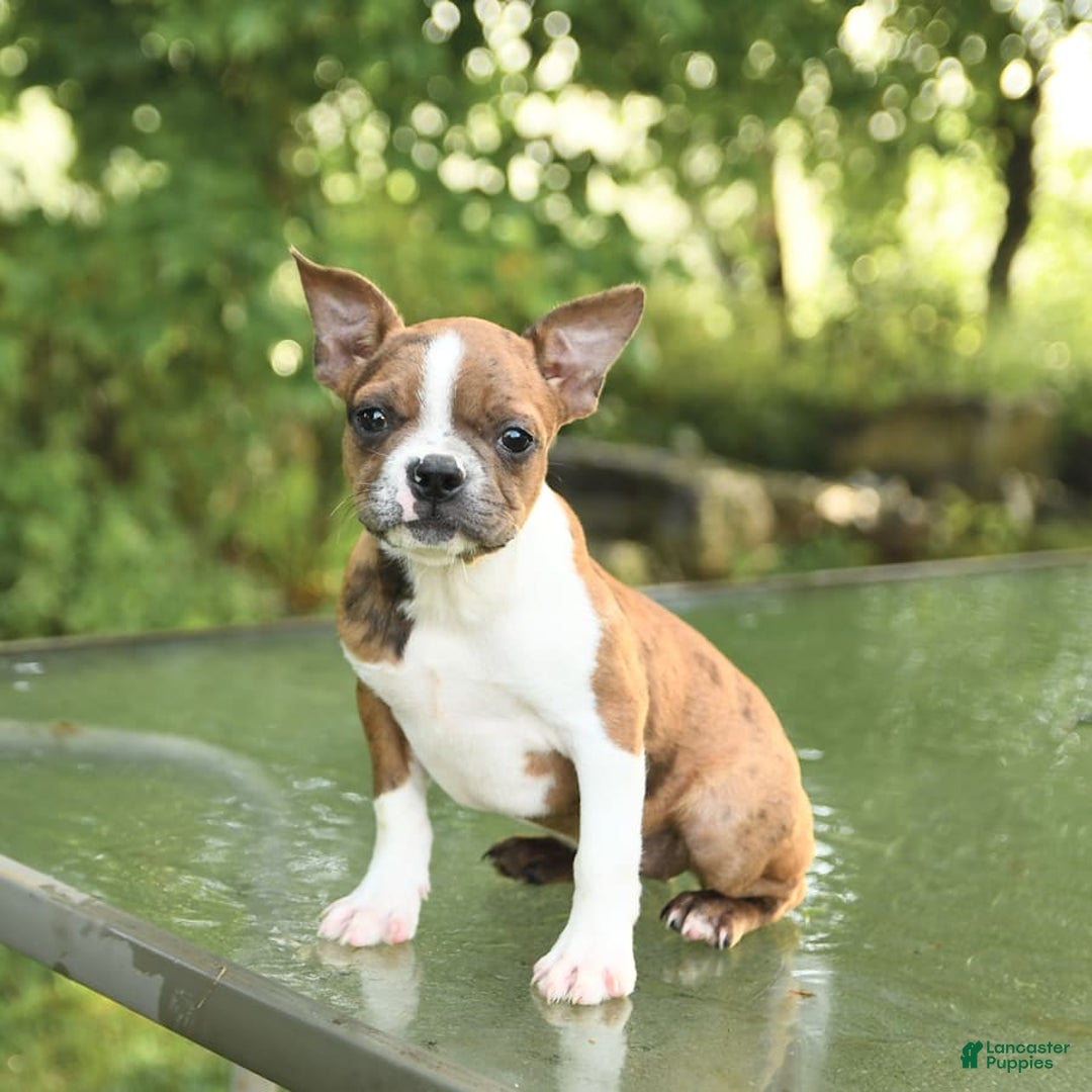 Boston Terrier dogs for sale: Nikki - Image 4