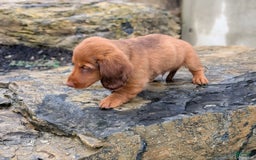 Dachshund dogs for sale: Otis - Image 18