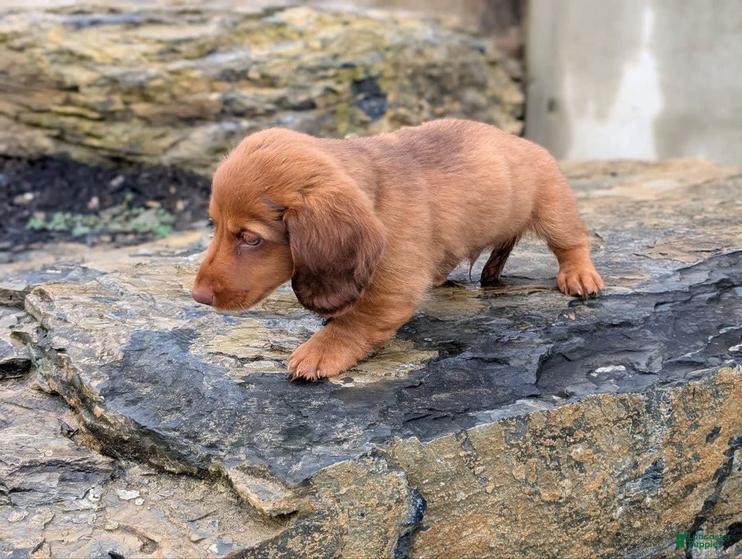 Dachshund dogs for sale: Otis - Image 18