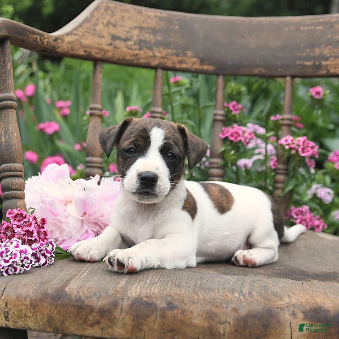 Jack Russell Terrier dogs for sale: Brian - Image 4