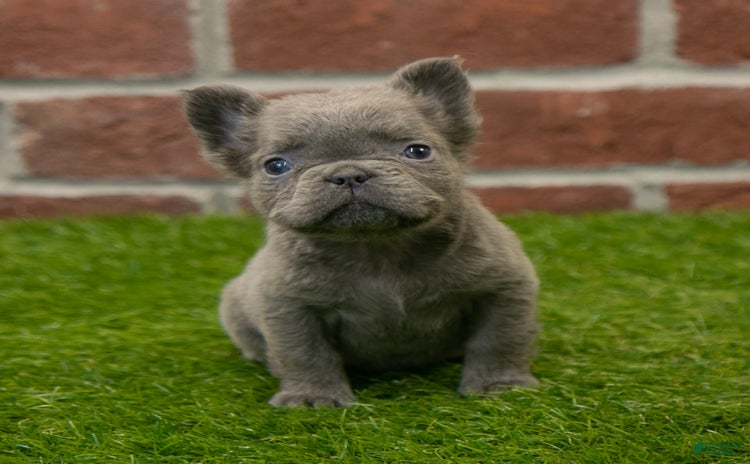 French Bulldog dogs for sale - Ad 2
