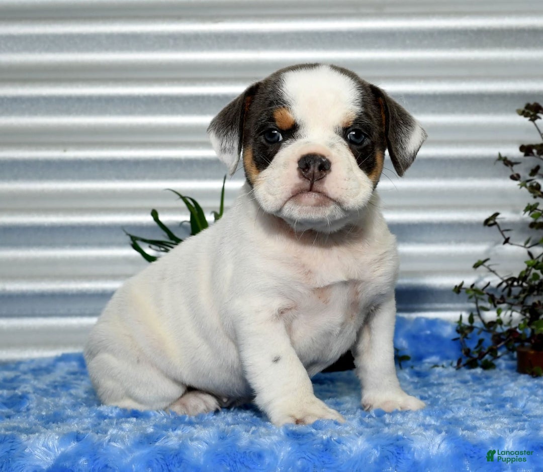 Beabull dogs for sale: Violet - Image 5