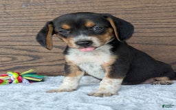 Beagle dogs for sale: Molly - Image 3