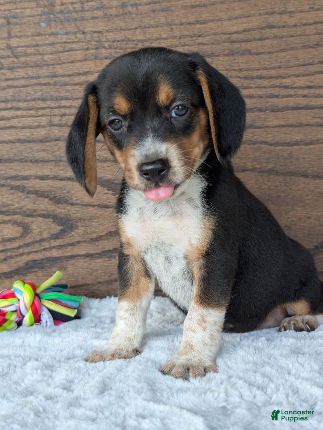 Beagle dogs for sale: Molly - Image 3