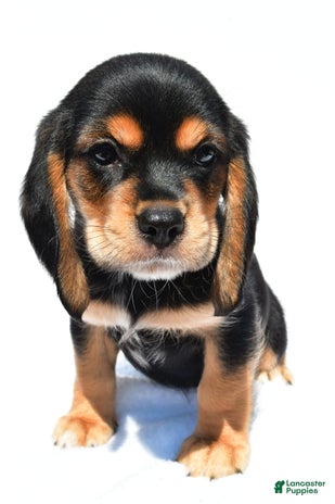 Beaglier dogs for sale - Ad 2