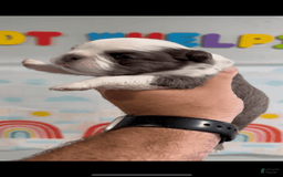 French Bulldog dogs for sale: French Bulldog 5 puppies - Image 8