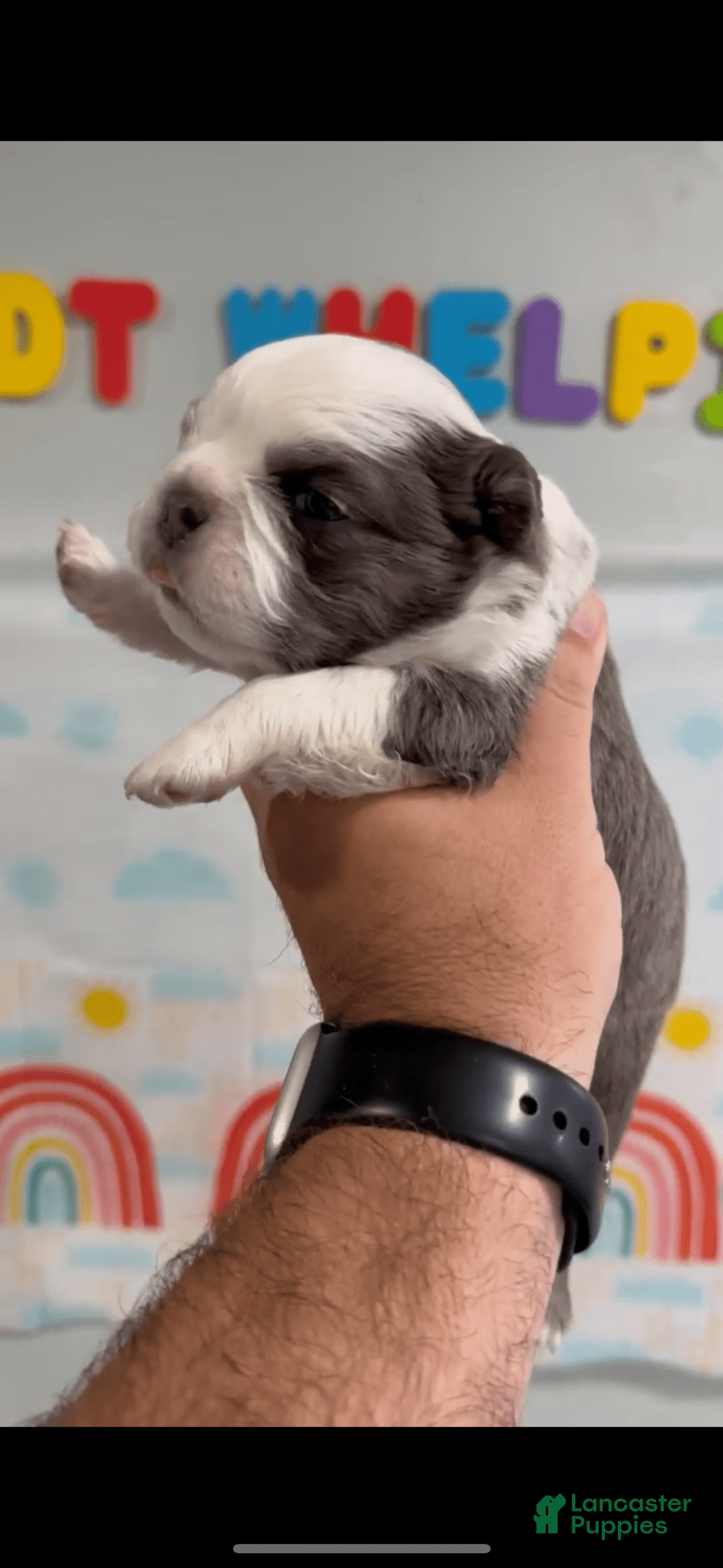French Bulldog dogs for sale: French Bulldog 5 puppies - Image 8