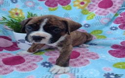Boxer dogs for sale: Ryder - Image 10