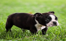 Boston Terrier dogs for sale: Dan - Image 2