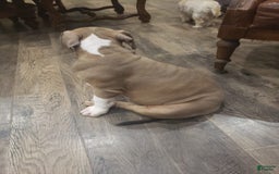 American Bully dogs for sale: Socks - Image 95