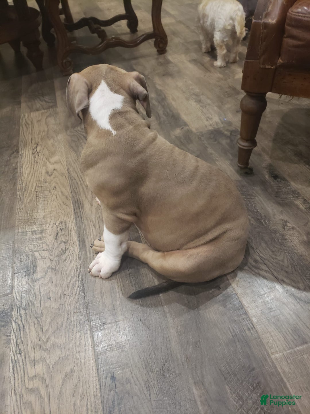 American Bully dogs for sale: Socks - Image 95