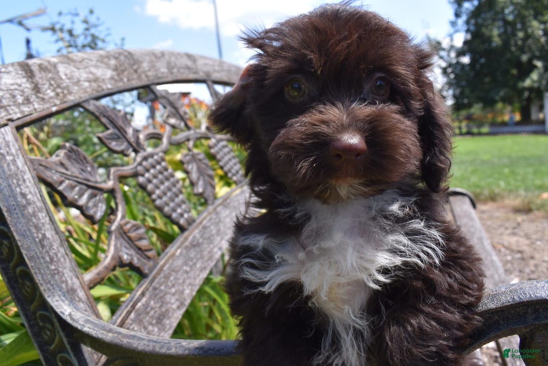 Havapoo dogs for sale: Abbie - Image 12