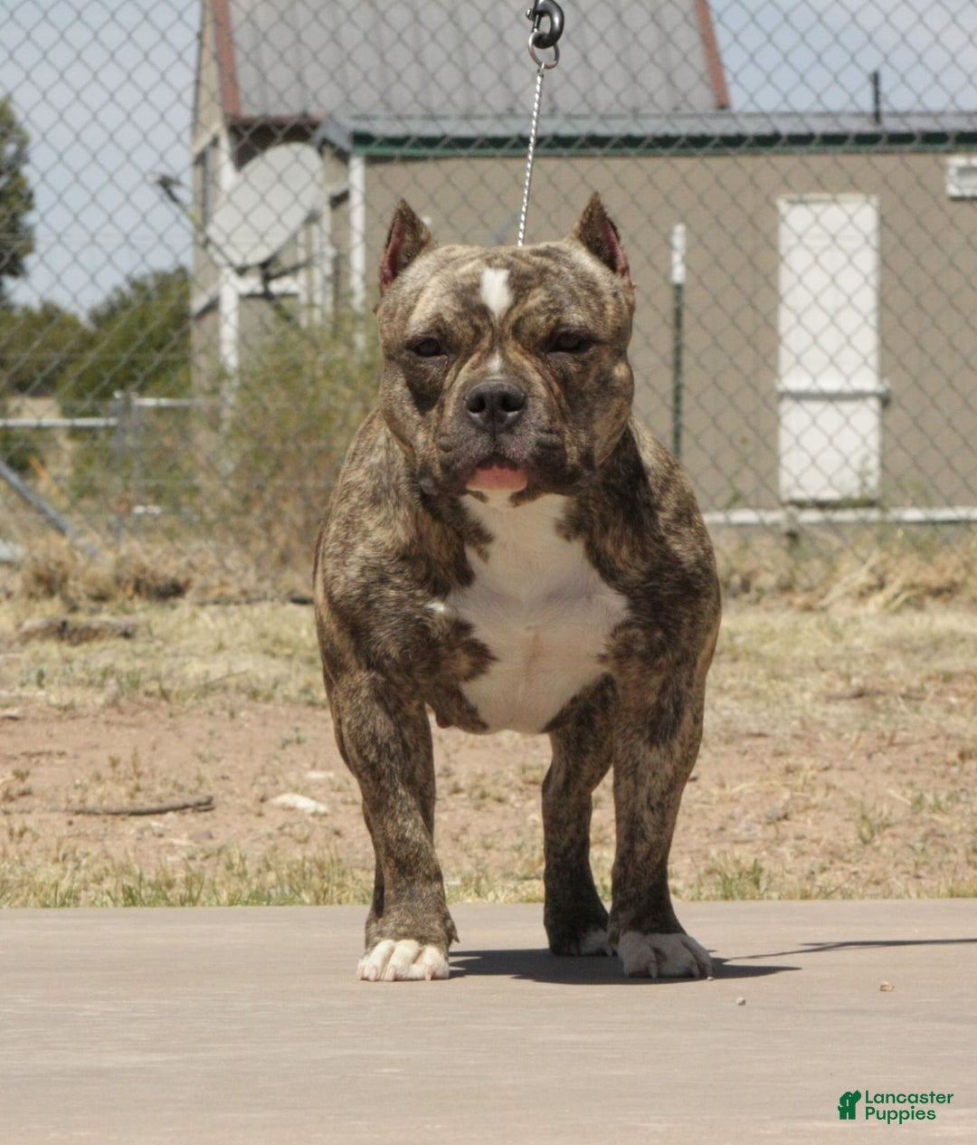American Bully dogs for sale: Foxtrot - Image 14
